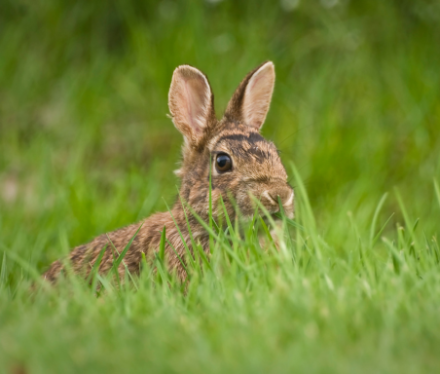golf massane lapin de garenne