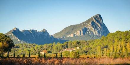 Pic saint loup vignoble